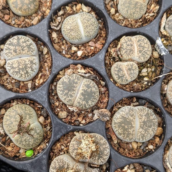 Lithops lesliei venteri - Living Stones - Plants