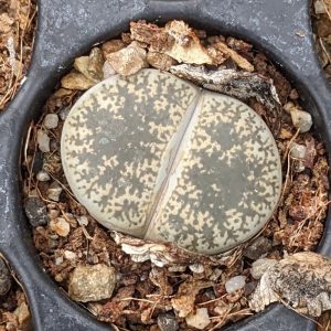 Lithops lesliei venteri - Lebende Steine - Pflanzen