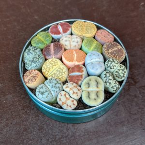 Lithops Mixed Seeds - Living Stones - Seeds