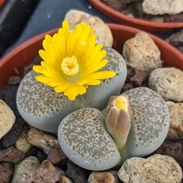 Lithops localis (terricolor) - Living Stones - Plants