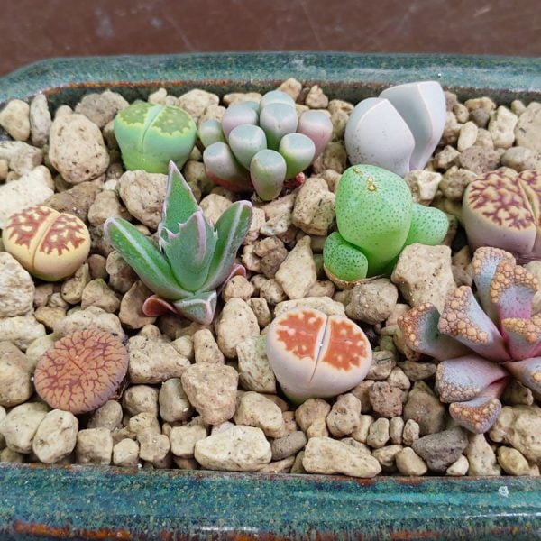 Cactus & Succulent Collections - Sunnyplants.com