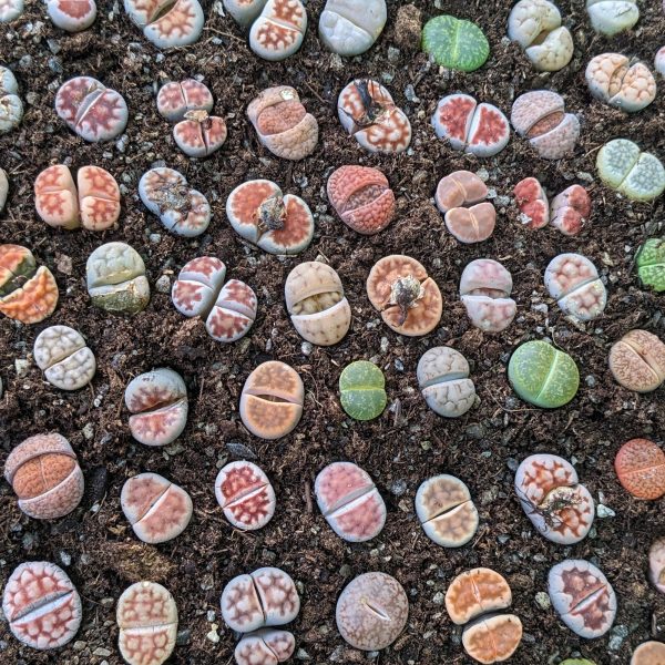 Lithops Collectie - Levende Steentjes - Afbeelding 7