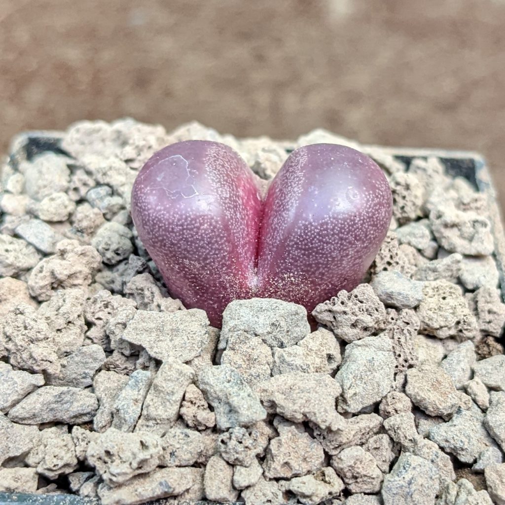 Lithops Optica Cv Rubra C287 / MG1685 – 20 Fresh Seeds (2023 Harvest) – Living Stones Houseplant