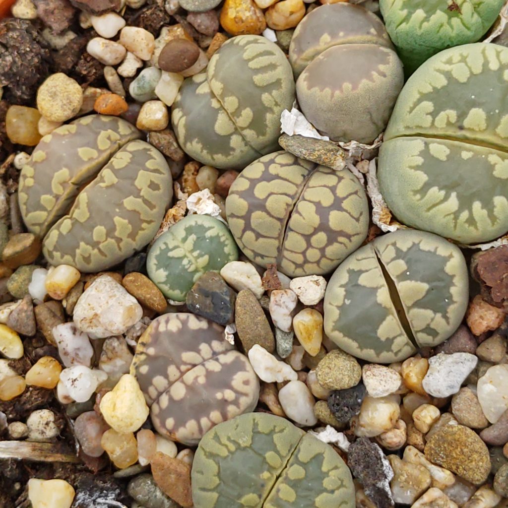 Lithops otzeniana Living Stones and other Succulents for Sale