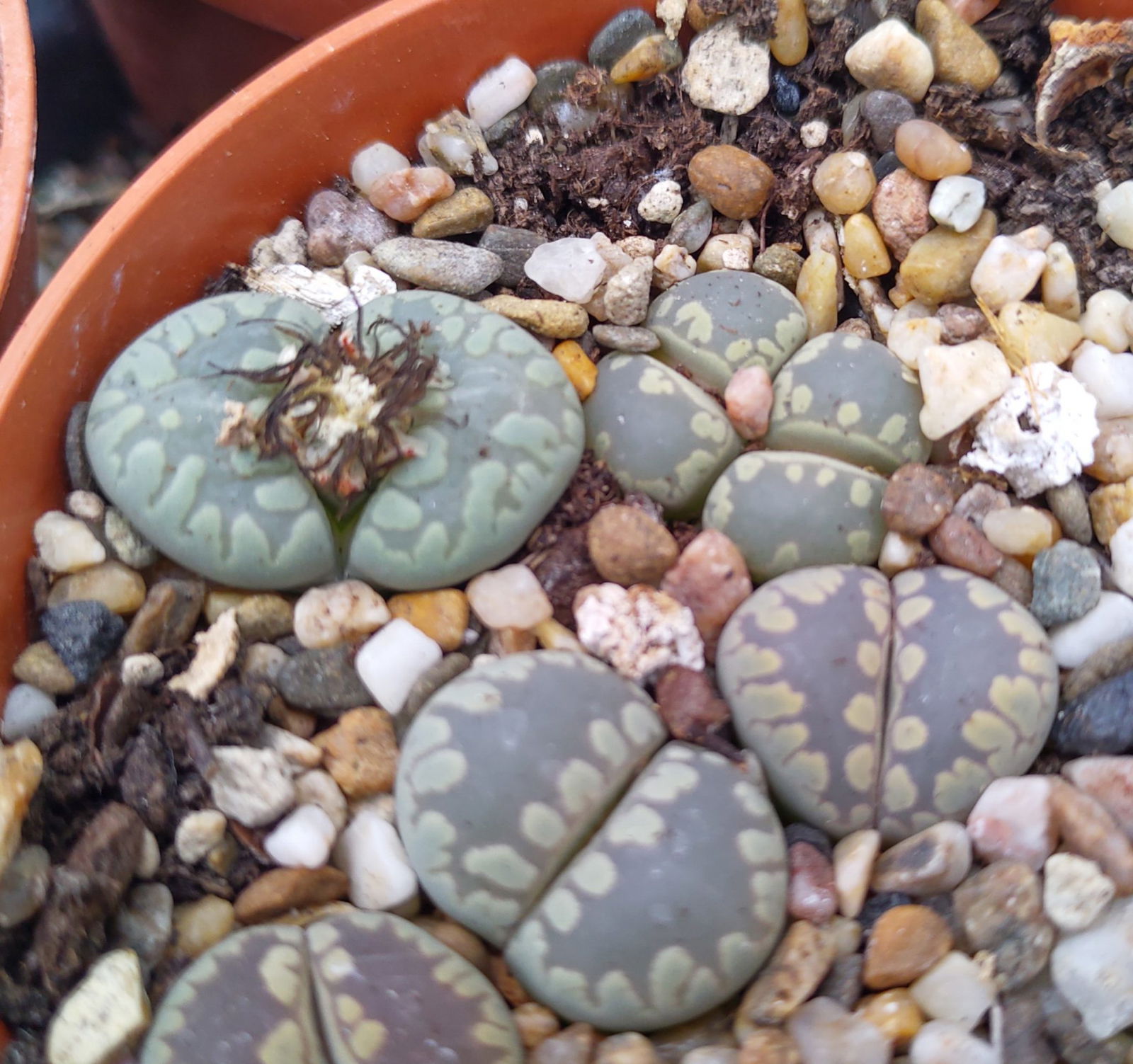 Lithops otzeniana Living Stones and other Succulents for Sale