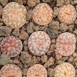 Lithops pseudotruncatella - Living Stones - Plants
