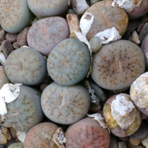 Lithops pseudotruncatella - Living Stones - Plants