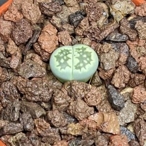 Lithops salicola Malachite - Living Stones - Plants