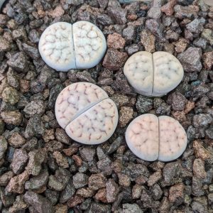 Lithops schwantesii rugosa - Living Stones - Plants
