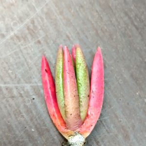 Marlothistella uniondalensis - Living Stones - Plants