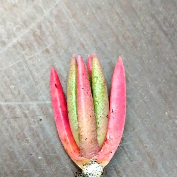 Marlothistella uniondalensis - Living Stones - Plants