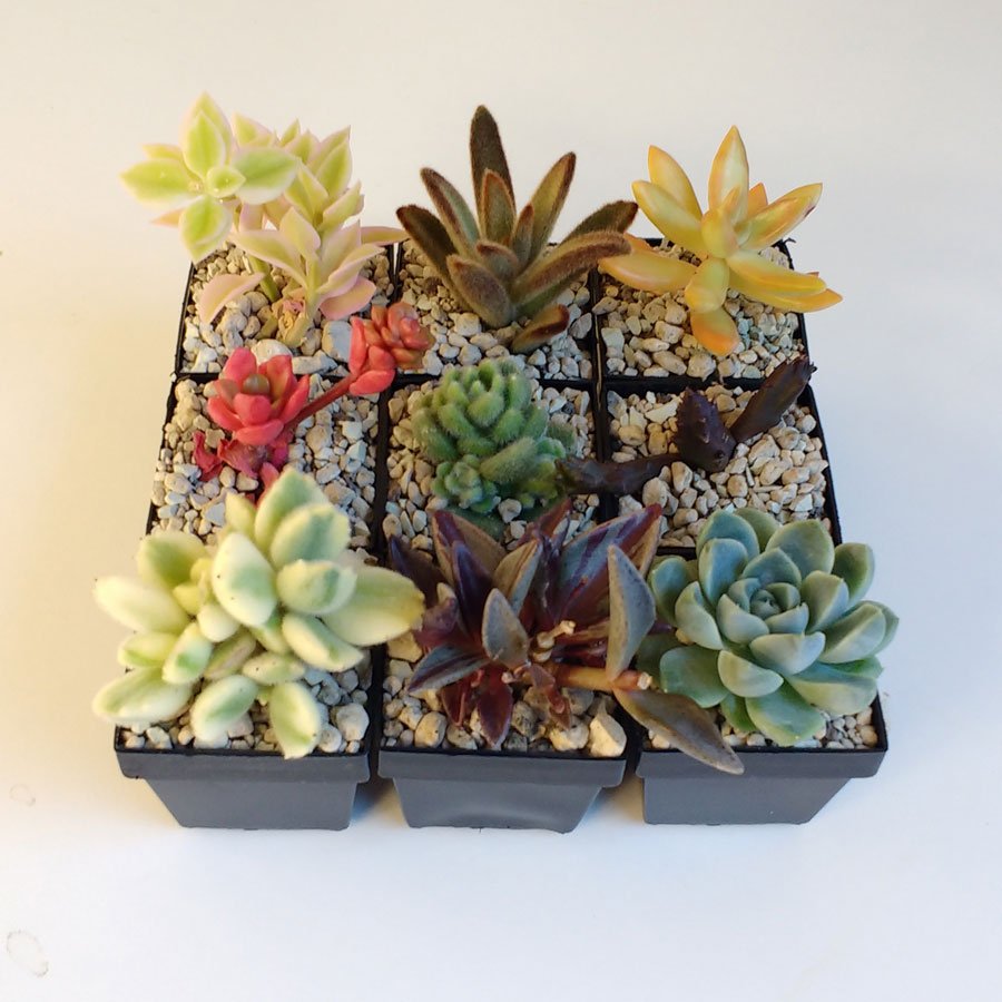 Quality Mini Cactus  Succulent Pots  for Sale 