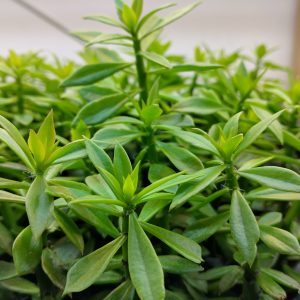 Pereskiopsis spathulata - Cuttings