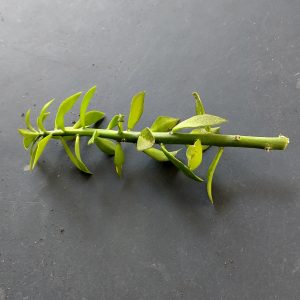 Pereskiopsis spathulata - Cuttings