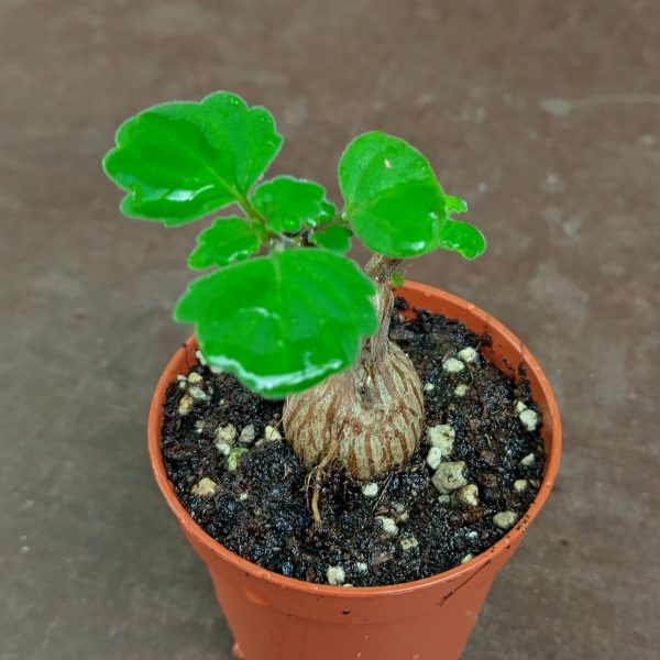 Plectranthus ernstii - Bonsai Mint - Plants