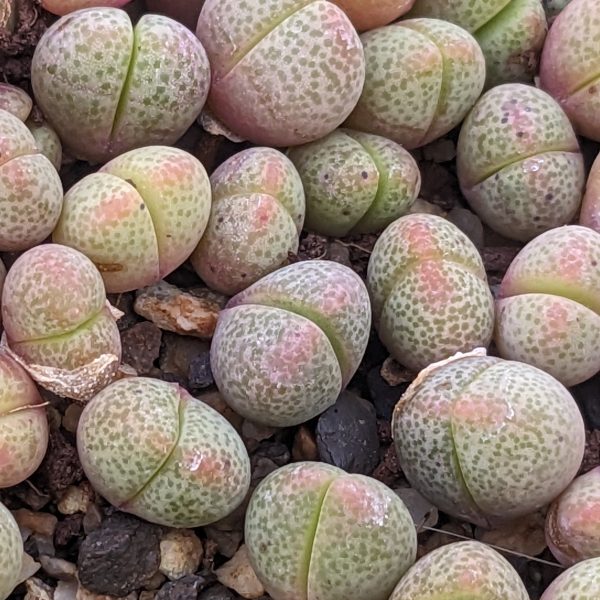 Pleiospilos nelii - Living Stones - Plants