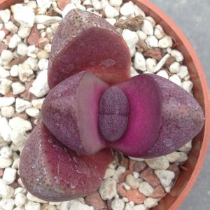Pleiospilos nelii Royal Flush (rubra) - Living Stones - Plants
