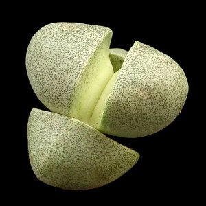Pleiospilos Nelii Rubra - 'Split Rock' - Plante Succulente Vivante 'pierre Vivante' - Diamètre ~1 Cm