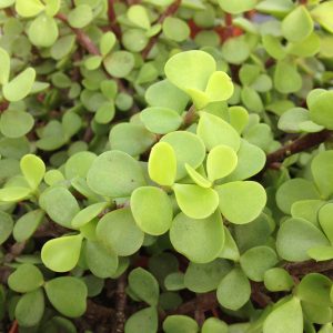 Portulacaria afra - Boutures
