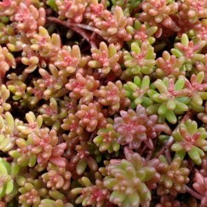 Sedum album Coral Carpet - Boutures