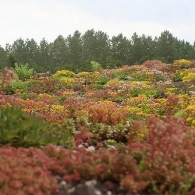 Seeds > 20 types-Blooming roofs-Roof-ROCKERY Sedum Mix 500