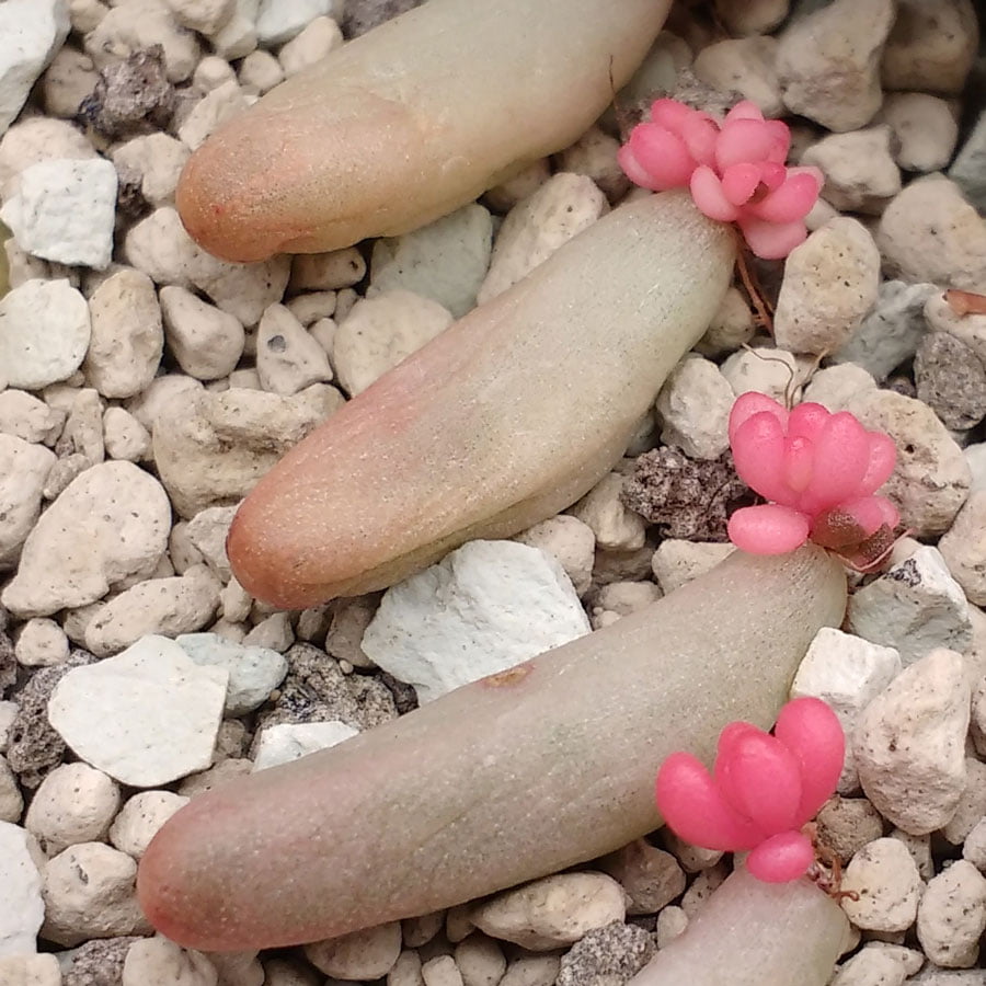 Sedum rubrotinctum Aurora Jelly Beans Boutures