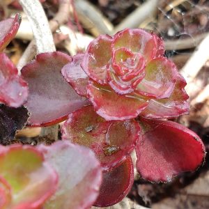 Sedum spurium Fuldaglut - Boutures