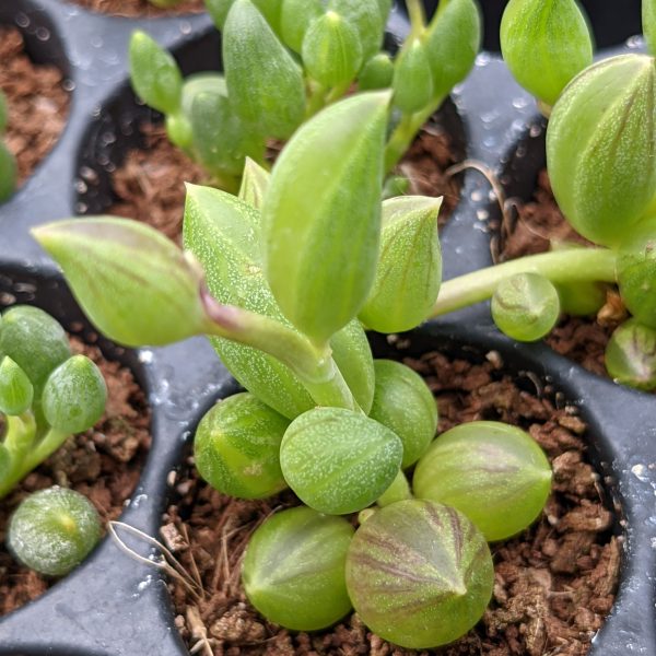 Senecio herreianus - String of Watermelons - Stecklinge – Bild 2