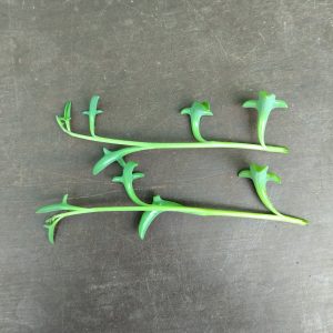 Senecio Peregrinus - Dolphin Necklace - Cuttings