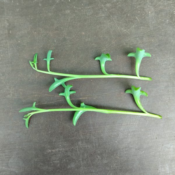 Senecio Peregrinus - Dolphin Necklace - Cuttings