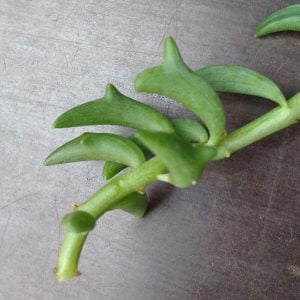 Senecio Peregrinus - Dolphin Necklace - Cuttings