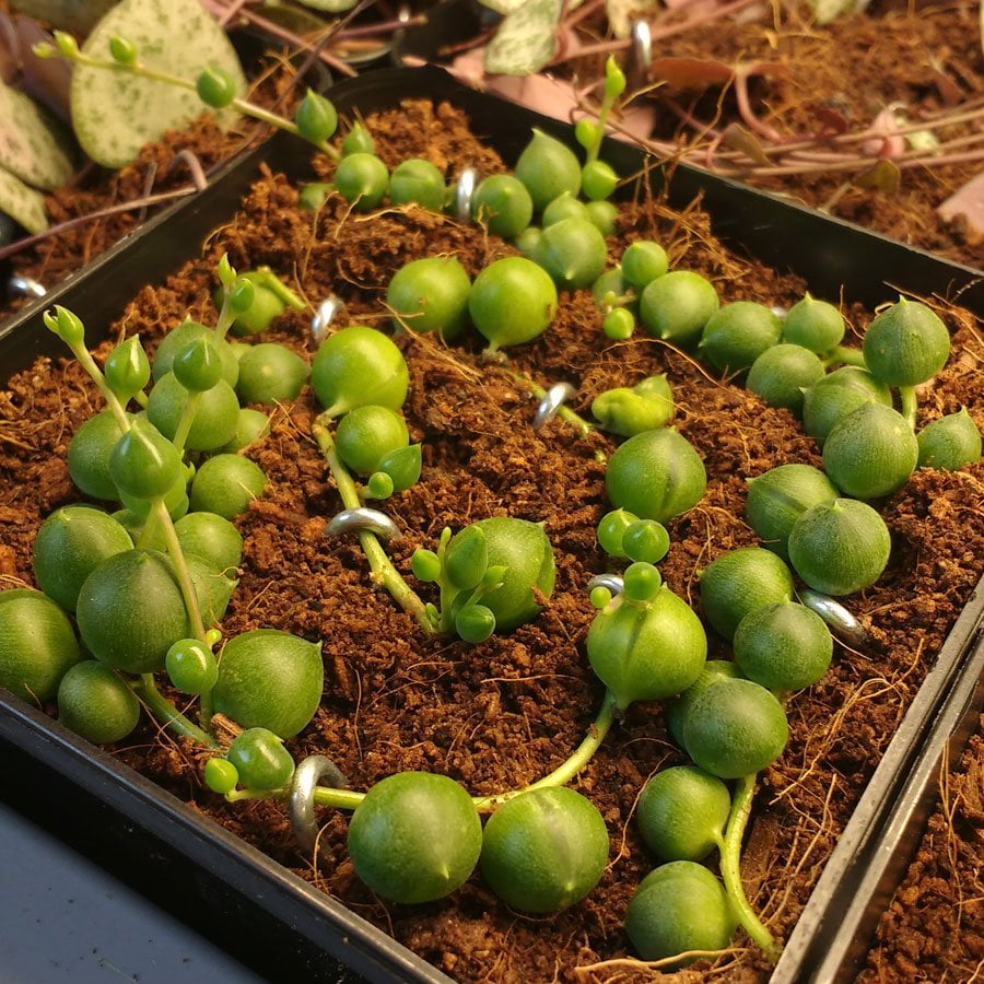 Senecio rowleyanus Plante Collier de Perles Boutures