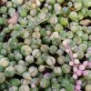 Senecio rowleyanus variegata - String of Pearls - Cuttings