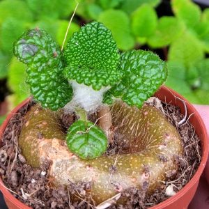 Sinningia bullata - Gloxinia - Knolletjes