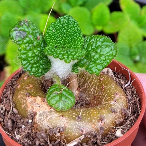 Sinningia bullata - Gloxinia - Bulbs