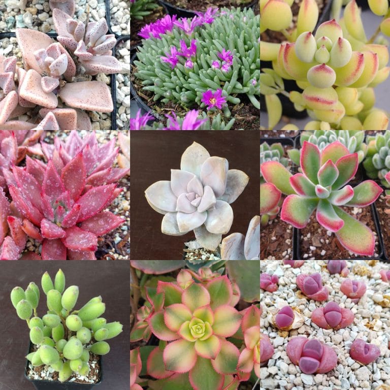 Succulent Seed Mix