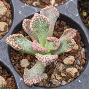 Titanopsis fulleri - Lebende Steine - Pflanzen