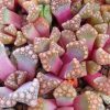 Titanopsis hugo-schlechteri – Living Stones – Plants