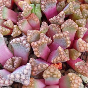 Titanopsis hugo-schlechteri – Living Stones – Plants