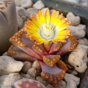 Alternative view of Titanopsis hugo-schlechteri - Levende Steentjes - Zaden