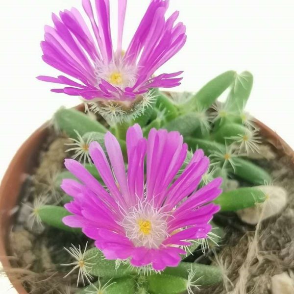 Trichodiadema densum - Seeds