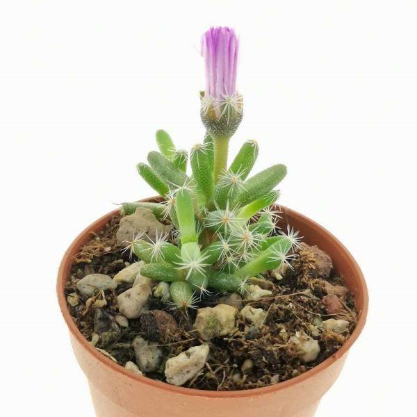 Trichodiadema densum - Seeds