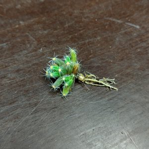Trichodiadema densum - Seeds